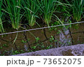 稲 73652075