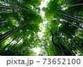 竹林の間隙 73652100