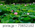 蓮の花 73652102
