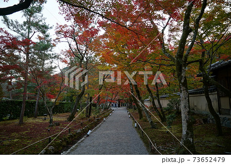 きれいな紅葉_宝厳院 きれいな紅葉_宝厳院 73652479