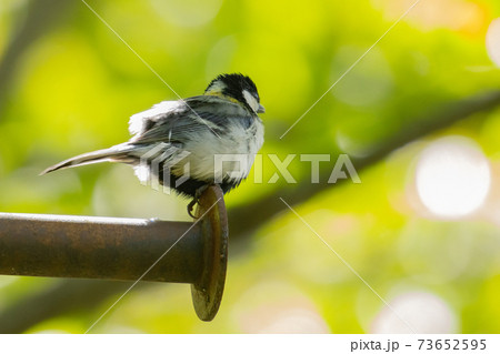 胸の黒いネクタイが可愛らしい シジュウカラ 胸の黒いネクタイが可愛らしい シジュウカラ 73652595