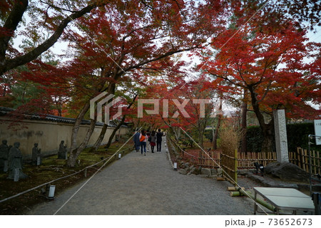 きれいな紅葉_宝厳院 きれいな紅葉_宝厳院 73652673