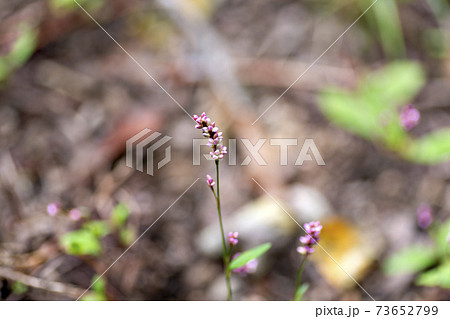 日本の道端に咲いているイヌタデの花 73652799