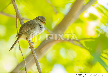 なかなか姿を見せない春告げ鳥 ウグイスの写真素材