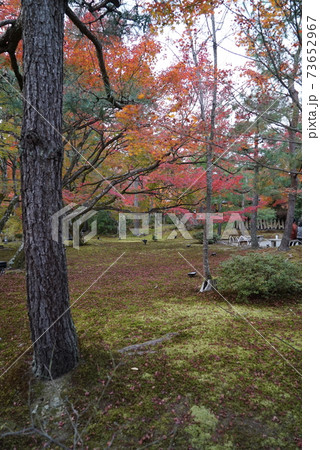 きれいな紅葉_宝厳院 きれいな紅葉_宝厳院 73652967