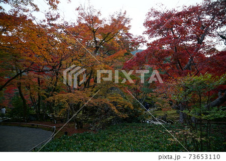 きれいな紅葉_宝厳院 73653110
