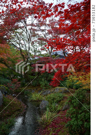 きれいな紅葉_宝厳院 きれいな紅葉_宝厳院 73653182