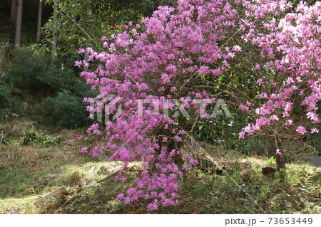 山間の越生三つ葉つつじ園 73653449