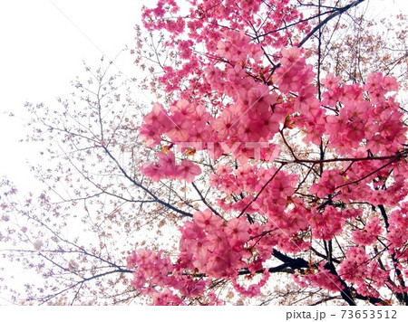 本格的な春の到来で鮮やかに咲く桜たち 本格的な春の到来で鮮やかに咲く桜たち 73653512
