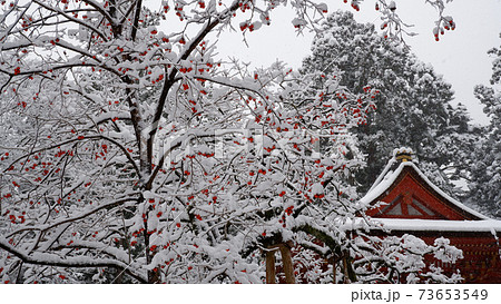 雪の日吉大社　西本宮楼門と猿柿 73653549