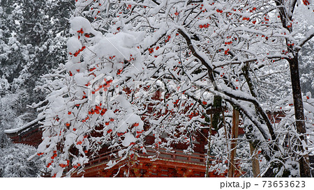 雪の日吉大社　西本宮楼門と猿柿 73653623