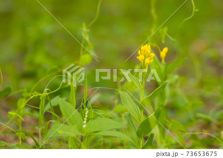 森の中の黄色いラン　キンラン 73653675