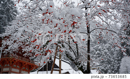 雪の日吉大社　西本宮楼門と猿柿 73653685