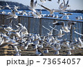 縦横斜めすべて密です 73654057