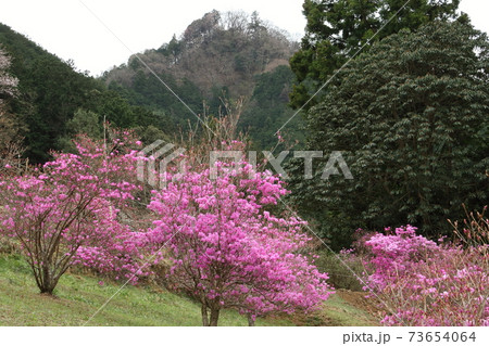 山間の越生三つ葉つつじ園 73654064