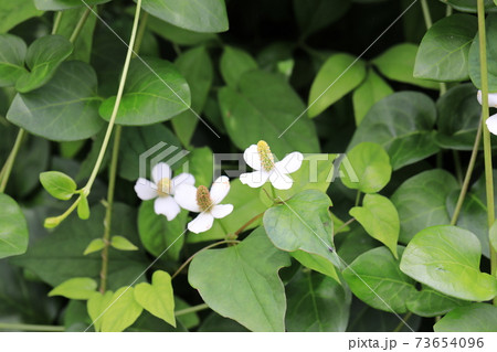 ドクダミ ドクダミ 73654096