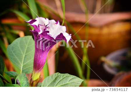 Brugmansia Pers flower in garden Brugmansia Pers flower in garden 73654117