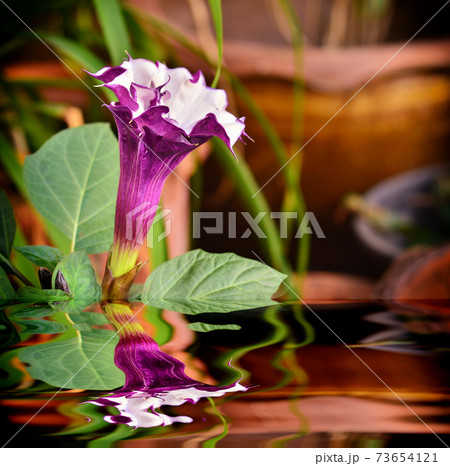 Brugmansia Pers flower in garden Brugmansia Pers flower in garden 73654121