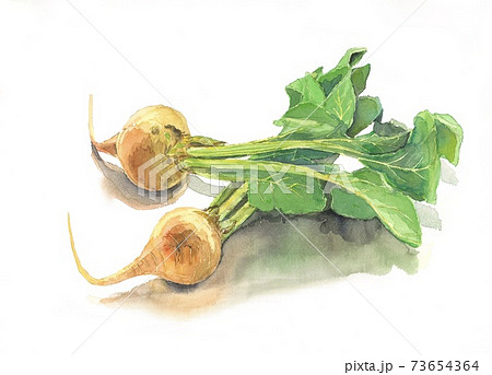 ゴールデンビーツ 73654364