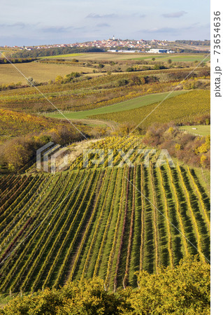 Autumn in moravian vineyards near Velke Bilovice, Southern Moravia, Czech Republic 73654636