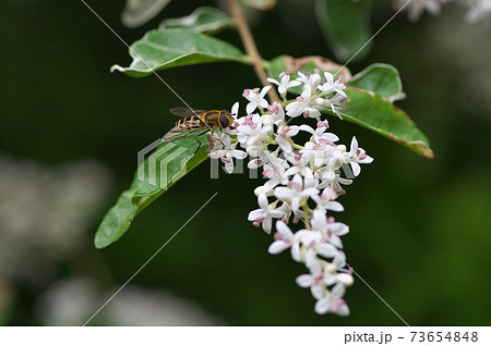 シルバープリペットの花とミツバチの写真素材