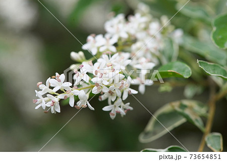 シルバープリペットの花の写真素材