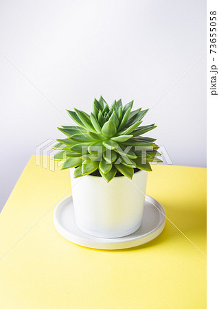 succulent in a white pot succulent in a white pot 73655058