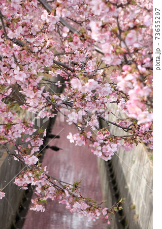 桶川石川川の河津桜 桶川石川川の河津桜 73655297