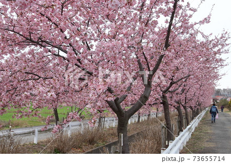 桶川石川川の河津桜 73655714