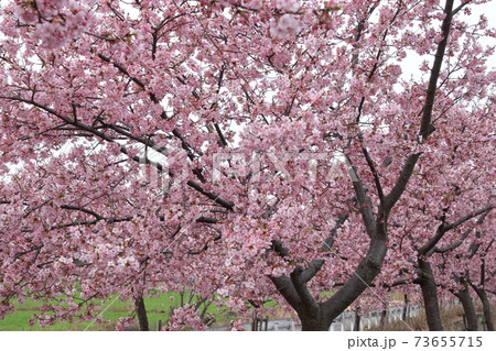桶川石川川の河津桜 桶川石川川の河津桜 73655715