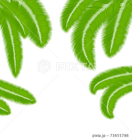 Green palm leaves silhouettes isolated on white background. Green palm leaves silhouettes isolated on white background. 73655786