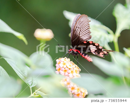 花の蜜を吸うかわいい蝶々　ベニモンアゲハ 73655944