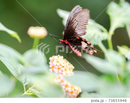 花の蜜を吸うかわいい蝶々　ベニモンアゲハ 73655946