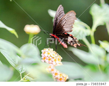 花の蜜を吸うかわいい蝶々　ベニモンアゲハ 73655947