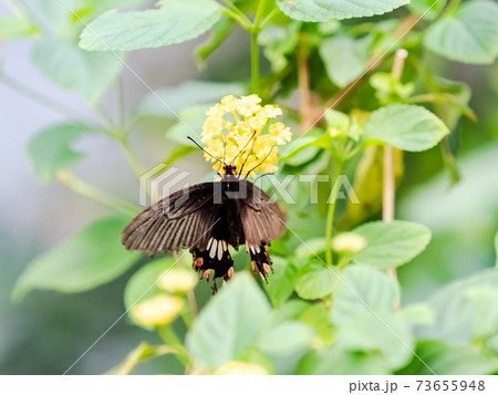 花の蜜を吸うかわいい蝶々　シロオビアゲハ 73655948