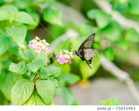 花の蜜を吸うかわいい蝶々　シロオビアゲハ 73655963