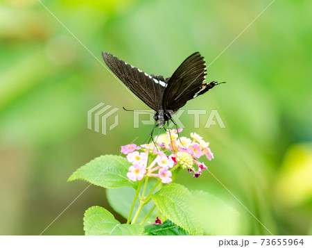 花の蜜を吸うかわいい蝶々 シロオビアゲハ 花の蜜を吸うかわいい蝶々 シロオビアゲハ 73655964