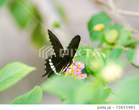 花の蜜を吸うかわいい蝶々 シロオビアゲハ 花の蜜を吸うかわいい蝶々 シロオビアゲハ 73655965