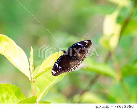 花の蜜を吸うかわいい蝶々　リュキュウムラサキ 73655966
