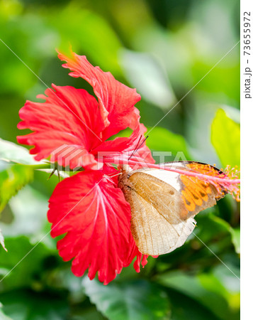 花の蜜を吸うかわいい蝶々 ツマベニチョウ 花の蜜を吸うかわいい蝶々 ツマベニチョウ 73655972