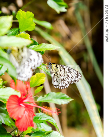 花の蜜を吸うかわいい蝶々 オオゴマダラの写真素材