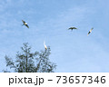 73657346