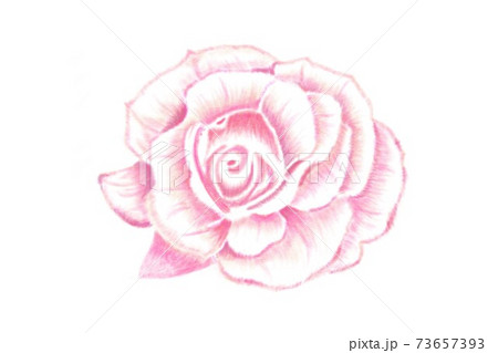 赤い薔薇 73657393