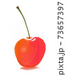 一粒のさくらんぼ 73657397