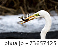 73657425