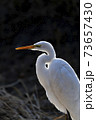 73657430