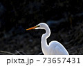 73657431