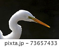 73657433