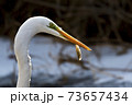 73657434