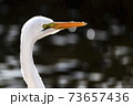 73657436